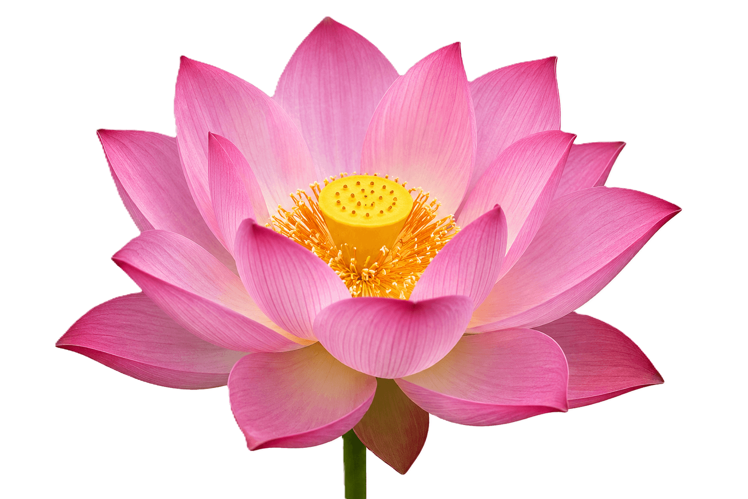 Lotus